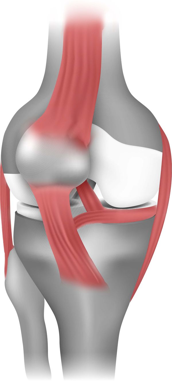 Ligament illustration showing bone-to-bone connection